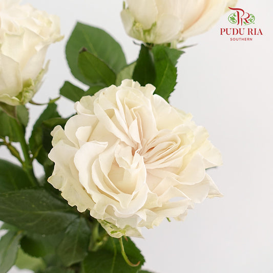 Rose Cotton X-Pression - (15 Stems)
