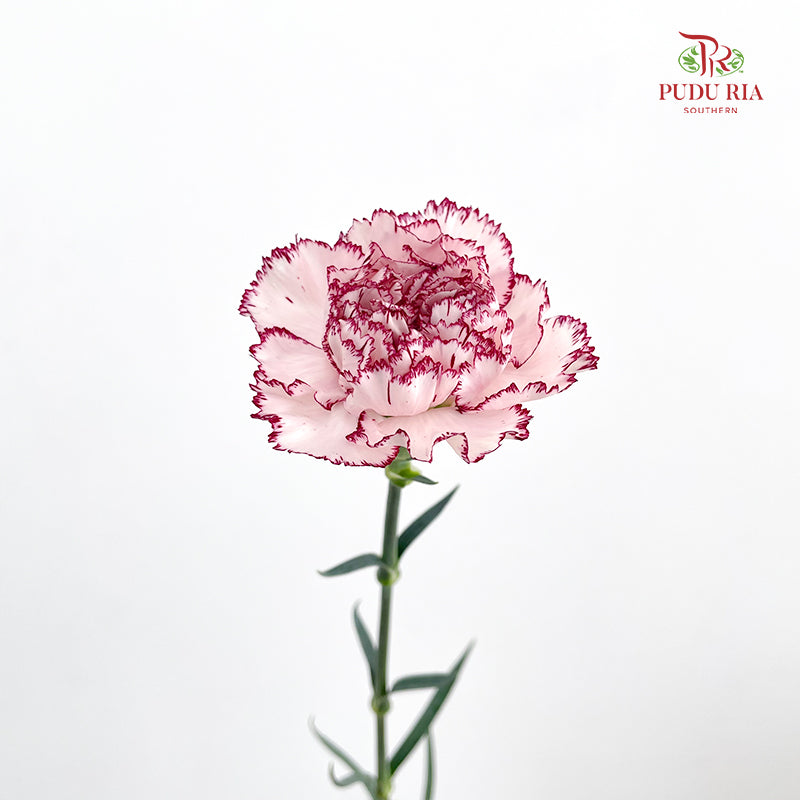 Carnation Butterfly 蝴蝶康乃馨 - (18-20 Stems)