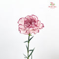 Carnation Butterfly 蝴蝶康乃馨 - (18-20 Stems)