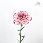 Carnation Butterfly 蝴蝶康乃馨 - (18-20 Stems)