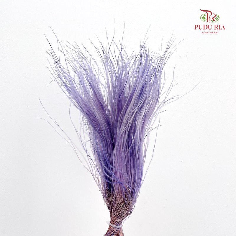 Dry Stipa Grass (Feather Grass) Purple