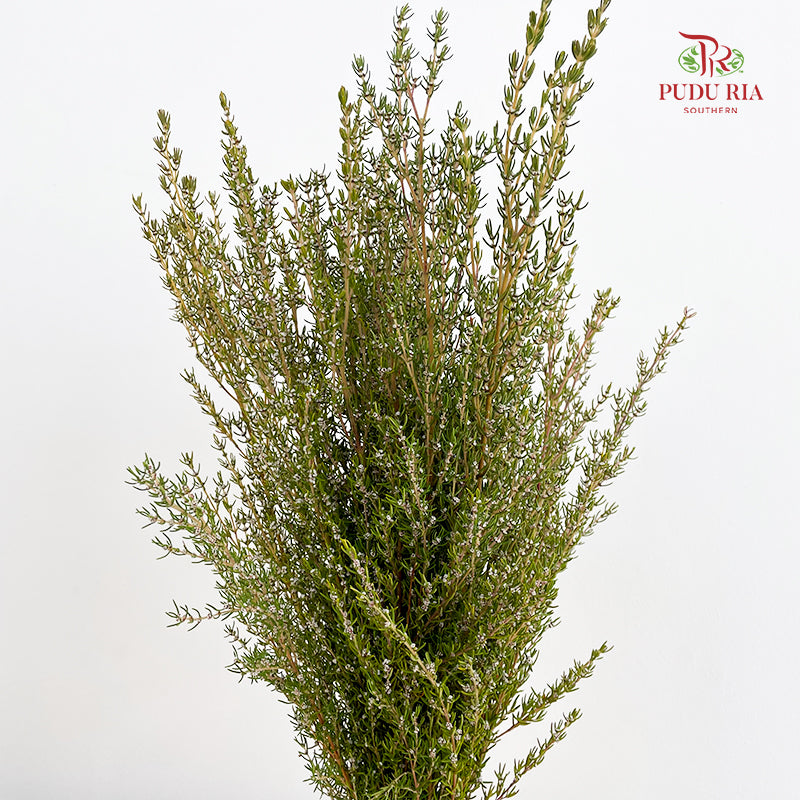Grubbia Rosemarima Folia - (Per Bundle)