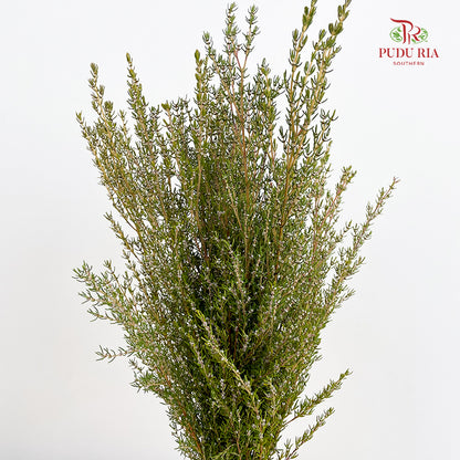 Grubbia Rosemarima Folia - (Per Bundle)