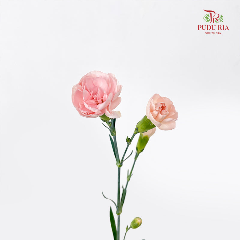 Carnation Spray Soft Peach 康乃馨- (18-20 Stems)