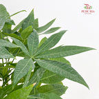 Pachira Tree Head P230