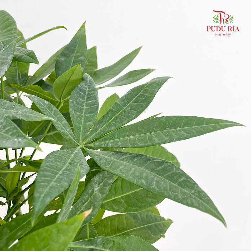 Pachira Tree Head P230