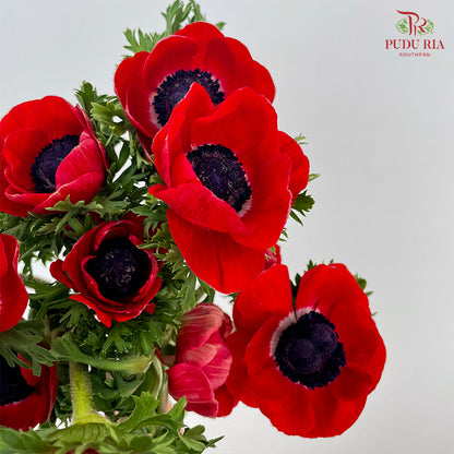 Anemone Hupehensis 银莲花 Red - (Per Bundle)