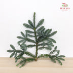 Nobilis Abies 冷杉 (L) - (Per Stem)