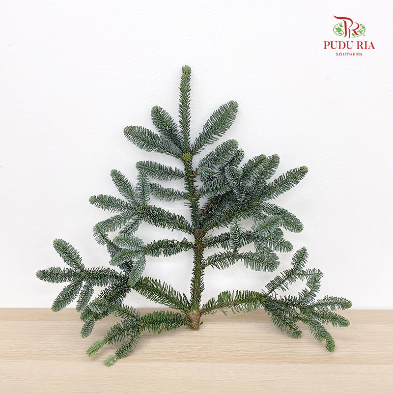 Nobilis Abies 冷杉 (L) - (Per Stem)