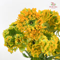 Ranunculus Fairyland Yellow 洋牡丹 - (8-10 Stems)