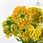 Ranunculus Fairyland Yellow 洋牡丹 - (8-10 Stems)