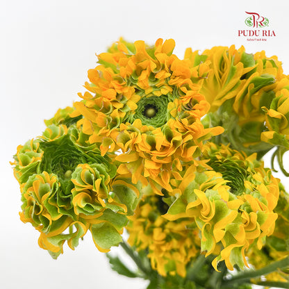 Ranunculus Fairyland Yellow 洋牡丹 - (8-10 Stems)