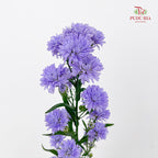 Peacock Light Purple - (Per Bundle)