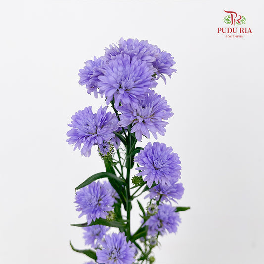 Peacock Light Purple - (Per Bundle)