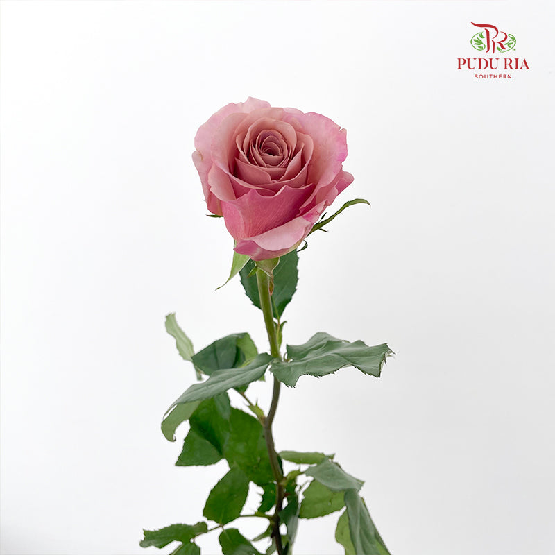 Rose Two Tone - (8-10 Stems)