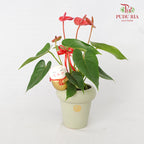 CNY Potted Plant Arrangement 2024#27