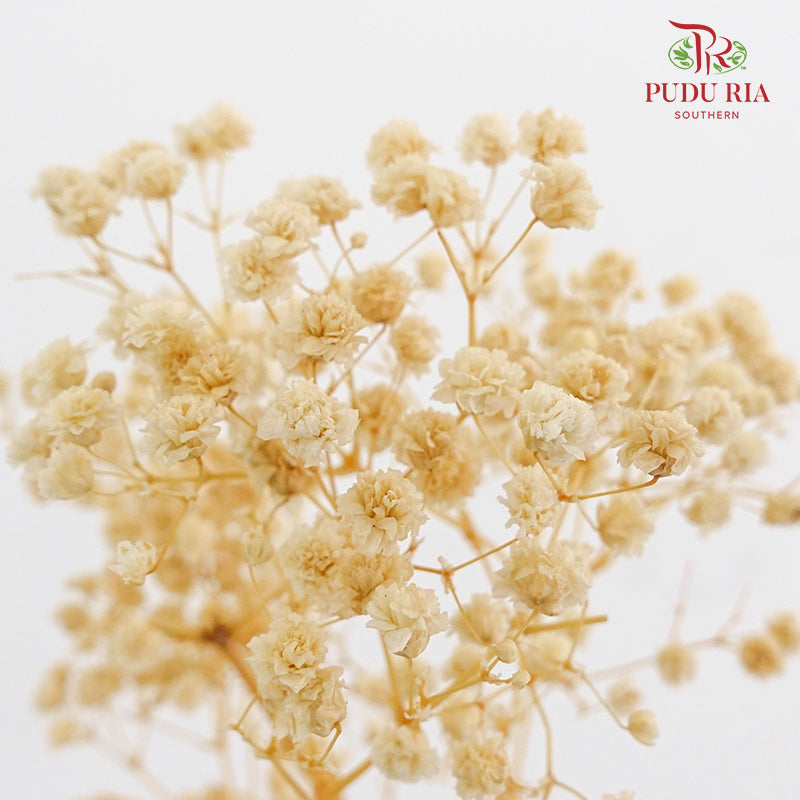 Preservative Baby Breath - Light Colour