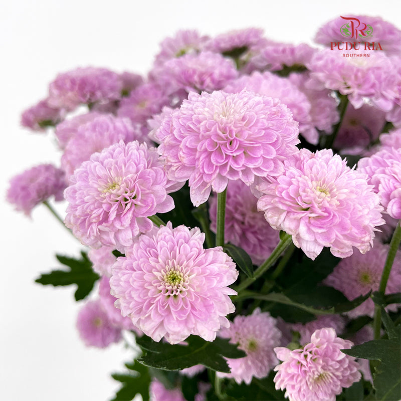 Chrysanthemum Calimero Pompom Miller Pink - (10-12 Stems)