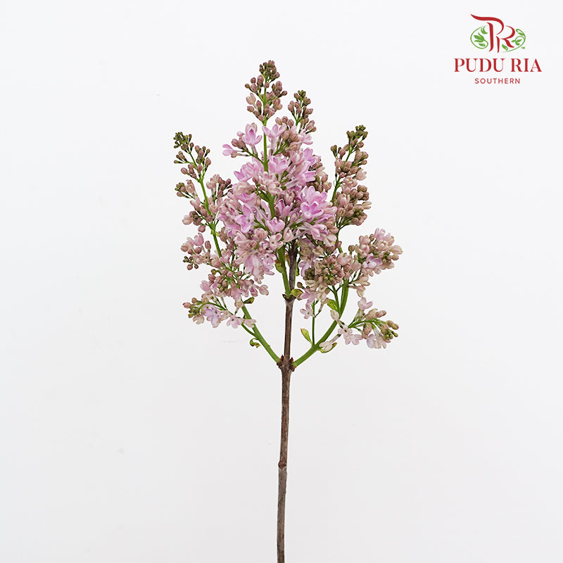 Syringa Pink 丁香花 - (2 Stems)