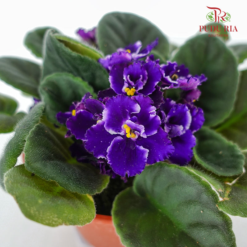 JH Saintpaulia Purple - Pudu Ria Florist Southern