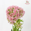 Sedum - Pudu Ria Florist Southern