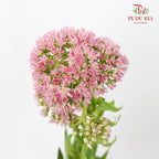 Sedum - Pudu Ria Florist Southern