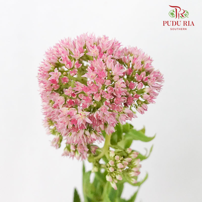 Sedum - Pudu Ria Florist Southern