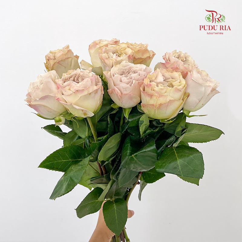 Rose Westminister Abbey - (10 Stems)