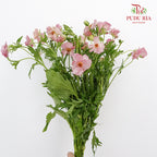 Ranunculus Butterfly Pink (8 - 10 Stems) - Pudu Ria Florist Southern