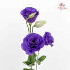 Eustoma  Dark Purple - (12-15 Stems)