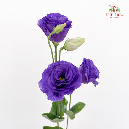 Eustoma  Dark Purple (12-15 Stems)