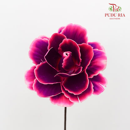 Dry Asia Peony Purple/Pink - 4 Stems