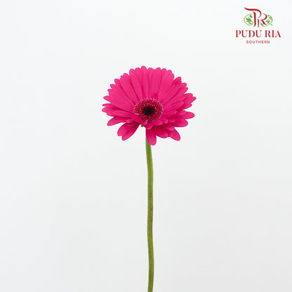 Gerbera Purple (8-10 Stems) - Pudu Ria Florist Southern