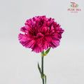 Carnation Cherry Jubilee (8-10 Stems) - Pudu Ria Florist Southern