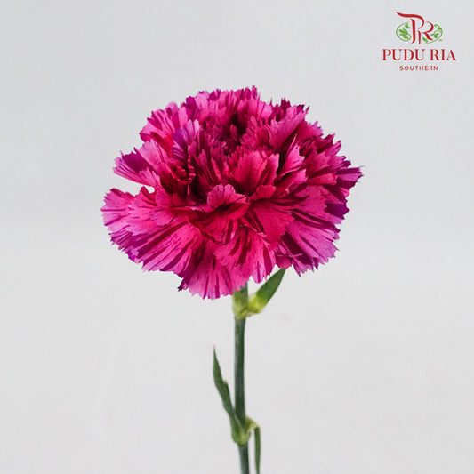 Carnation Cherry Jubilee (8-10 Stems) - Pudu Ria Florist Southern