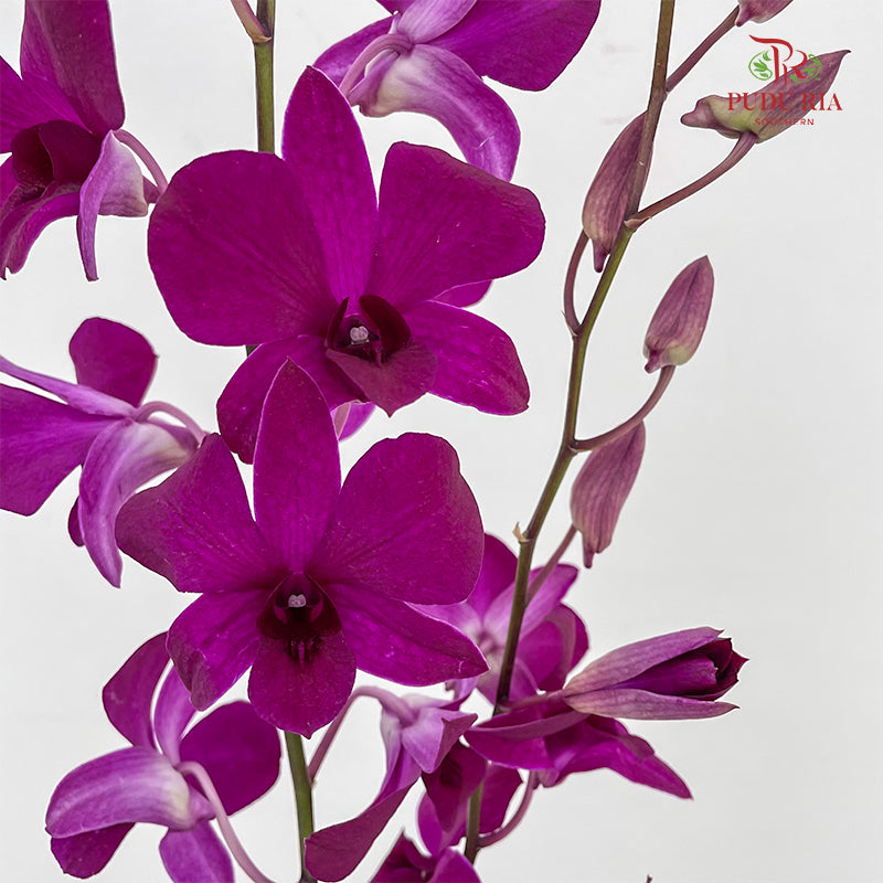 Dendrobium Orchid Dark Purple (XL) - (5 Stems)