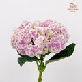 Hydrangea Tone Pink - (Per Stem)