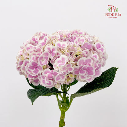 Hydrangea Tone Pink - (Per Stem)