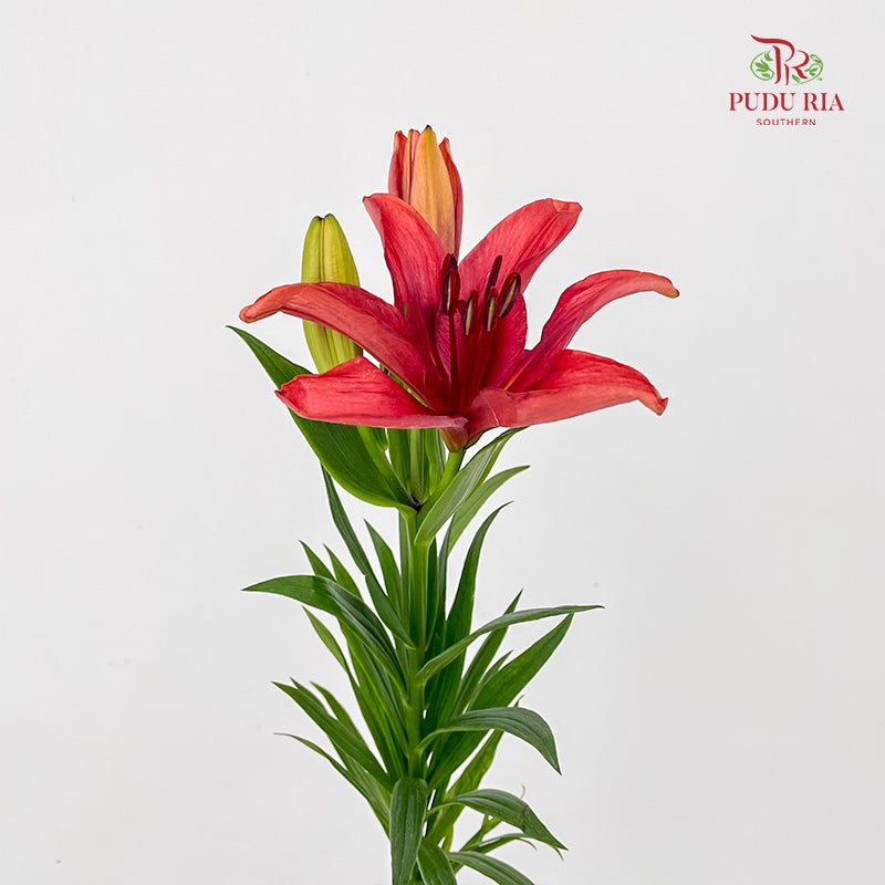 Tiger Lily Red - (5 Stems)