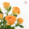 Rose Spray Yellow - (8-10 Stems)