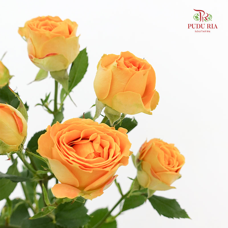 Rose Spray Yellow - (8-10 Stems)