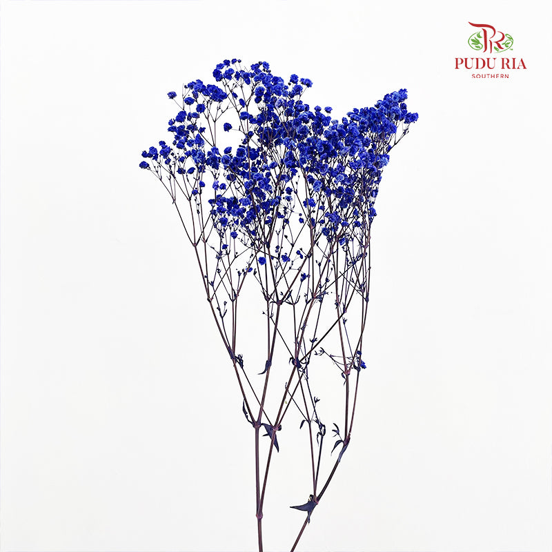 Preservative Baby Breath - Dark Blue