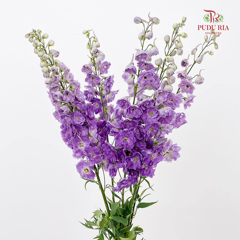 Delphinium Short Purple 飞燕草 - (5 Stems)
