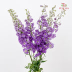 Delphinium Short Purple 飞燕草 - (5 Stems)