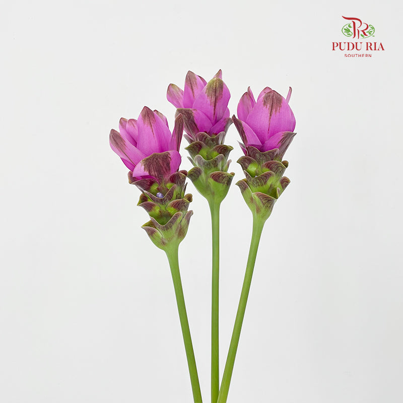 Curcuma Purple - (3 Stems)