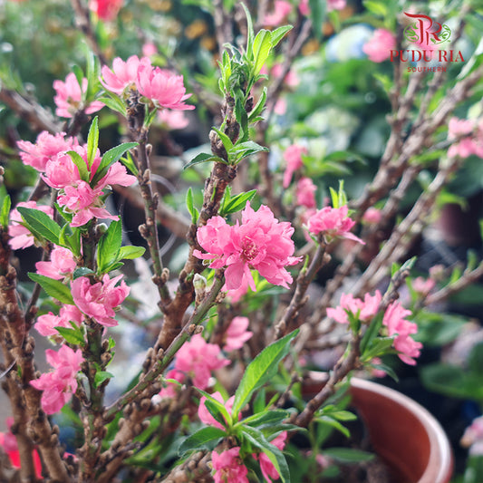 Cherry Blossom Plant 樱花树