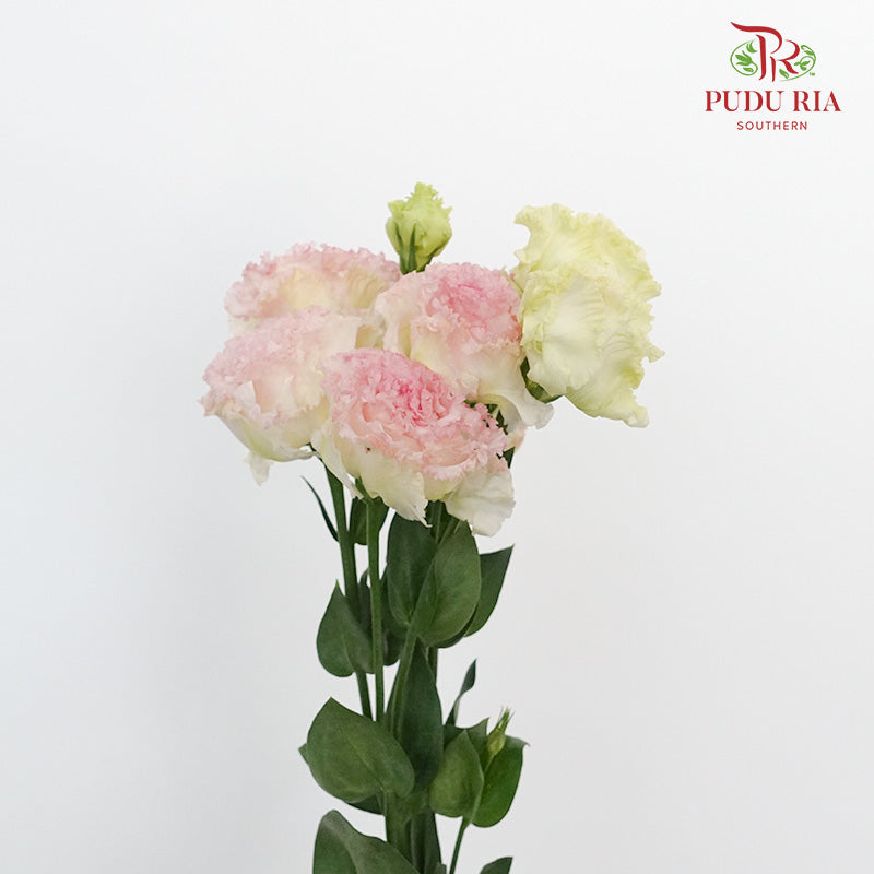 Eustoma Ice Cream 12-15 Stems) - Pudu Ria Florist Southern