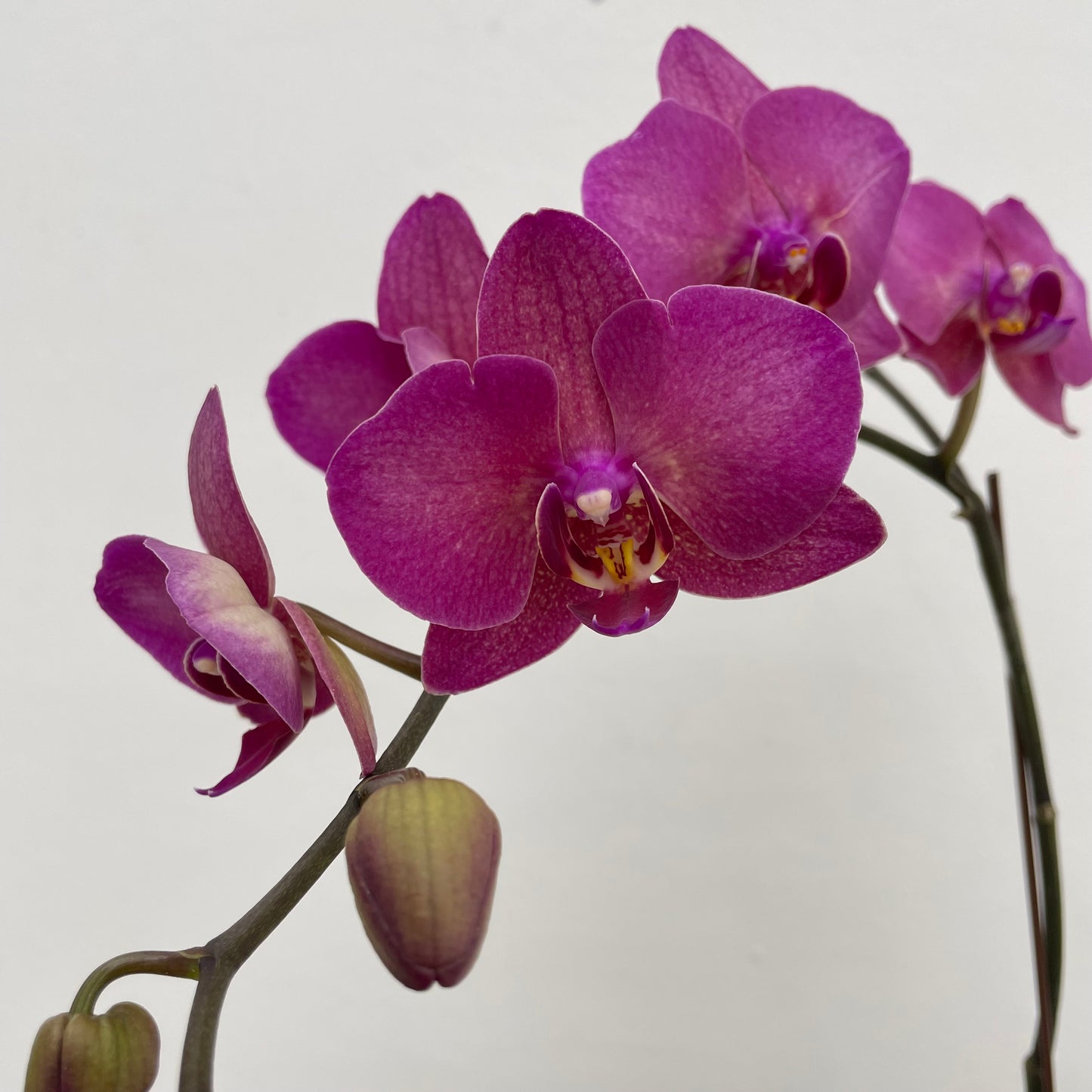 Phalaenopsis Orchid Purple Big Double Stem