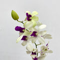 Dendrobium Orchid White Purple (L) - (5 Stems)