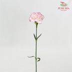 Carnation Commedia (8-10 Stems) - Pudu Ria Florist Southern